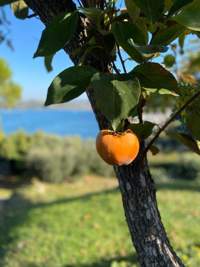 Guest House - Pocitniska Hiska V Fiesi, Πιράν Εξωτερικό φωτογραφία